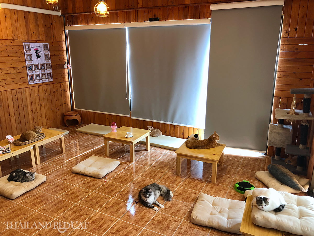 Ayutthaya Cat Cafe