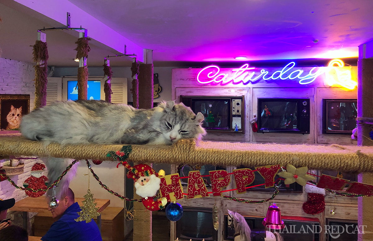 Bangkok Cat Cafe 2