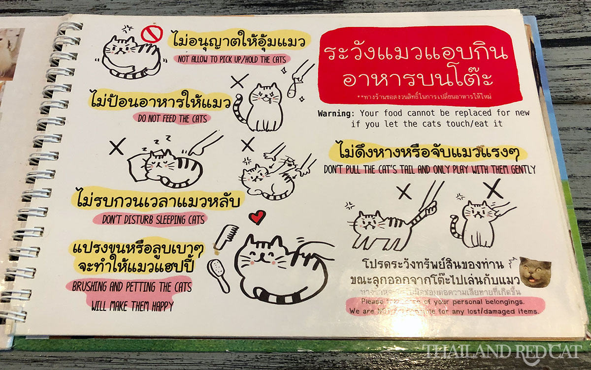 Bangkok Cat Cafe Rules