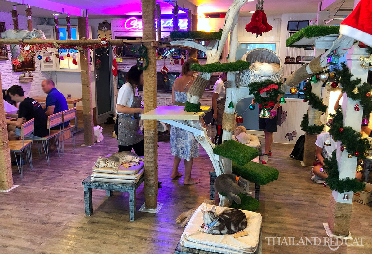 Bangkok Cat Cafe