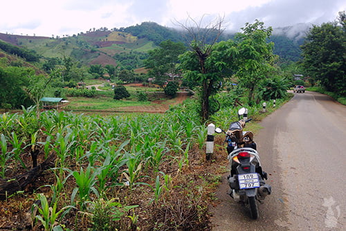 Doi Mae Salong 2