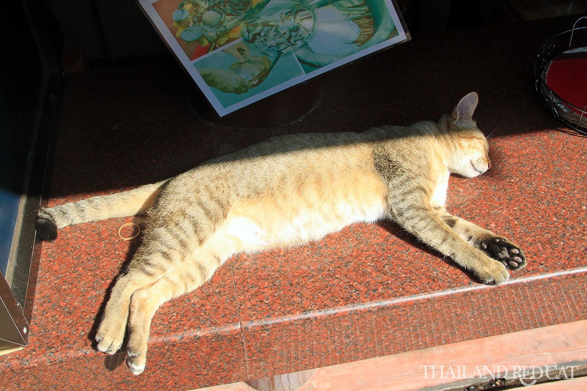 Phra Pathom Chedi Cat