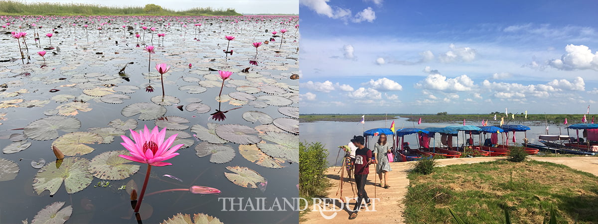 Red Lotus Lake Udon Thani