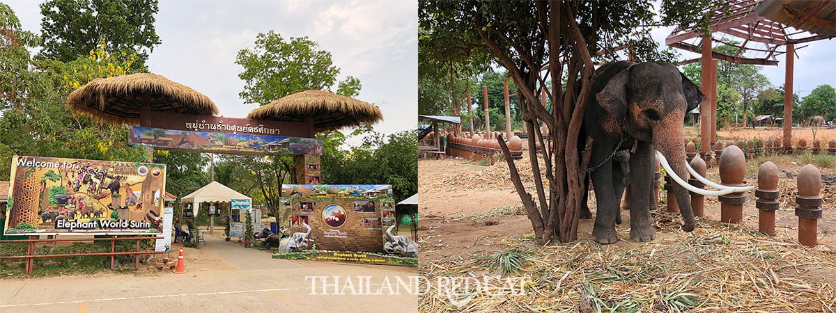 Surin Elephant Village