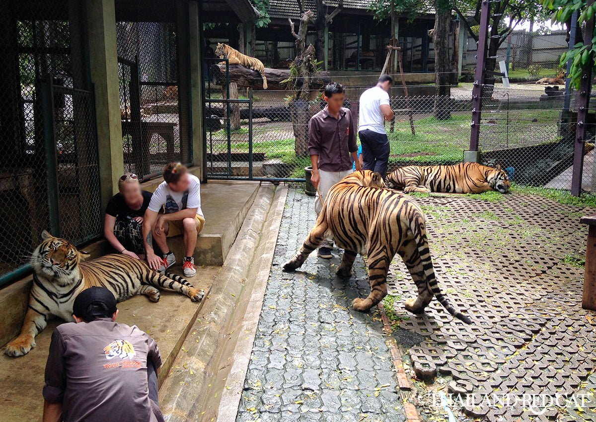 Tiger Kingdom Chiang Mai